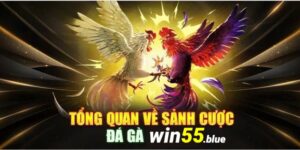 Đá gà Win55 được nhiều cược thủ yêu thích