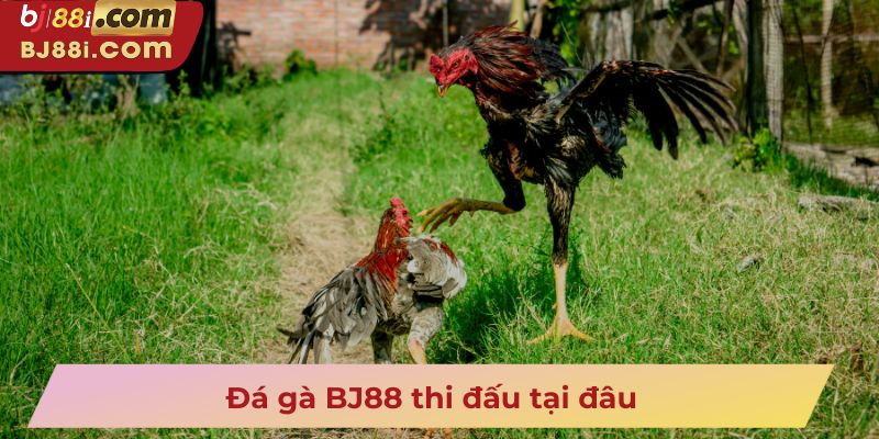 Đá gà BJ88 thi đấu tại đâu