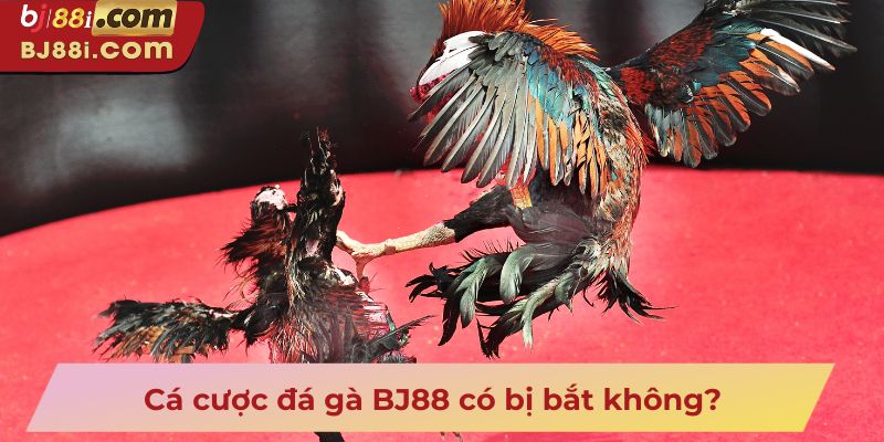 Cá cược đá gà BJ88 có bị bắt không?