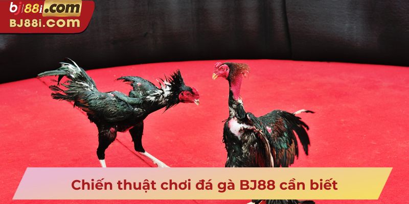 Chiến thuật chơi đá gà BJ88 cần biết