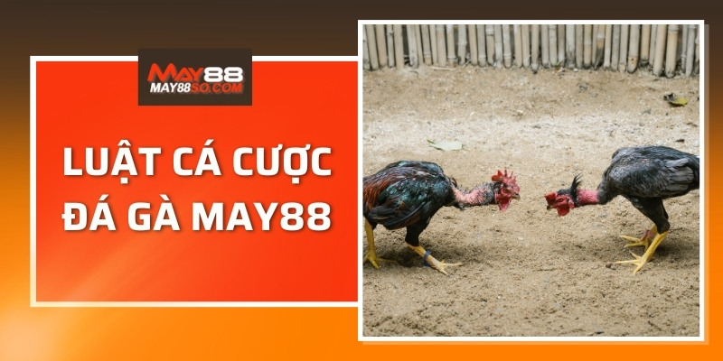 Luật cá cược đá gà may88