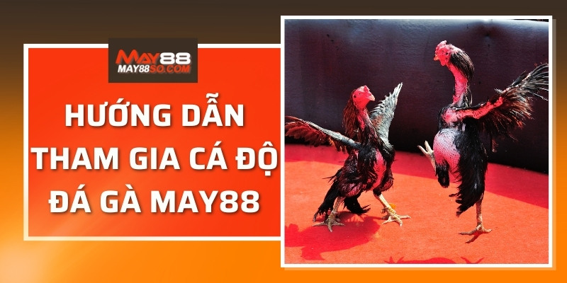 Hướng dẫn tham gia cá độ đá gà may88