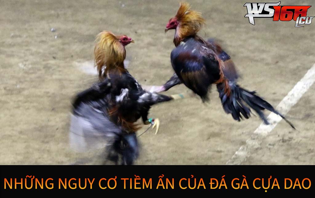 Những nguy cơ tiềm ẩn của đá gà cựa dao