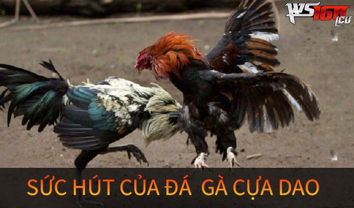 Sức hút của đá gà cựa dao