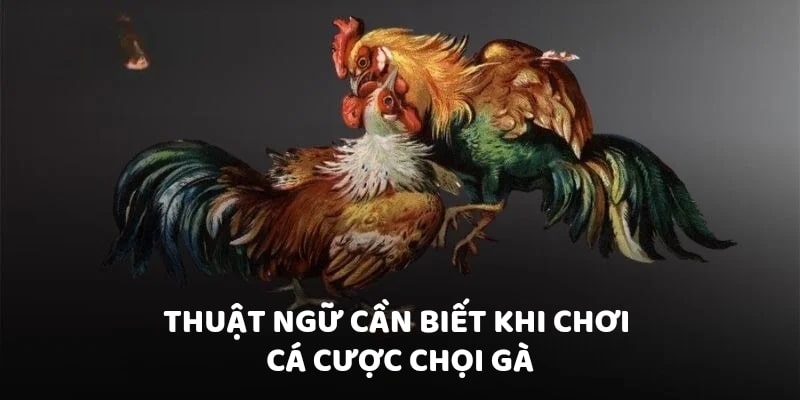 Thuật ngữ cần biết khi chơi cá cược chọi gà