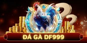 đá gà df999