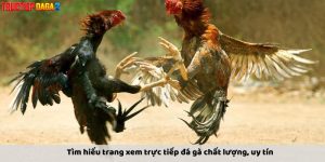 trang xem trực tiếp đá gà