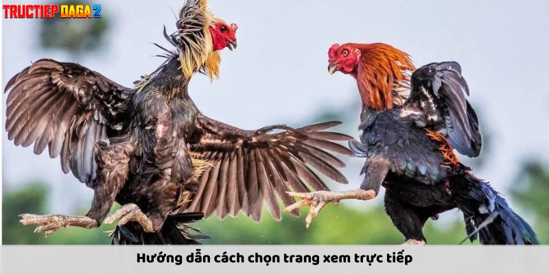 Chọn trang xem trực tiếp đá gà như thế nào?