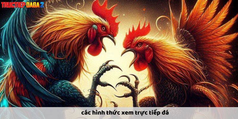 Xem đá gà qua kênh của nhà cái