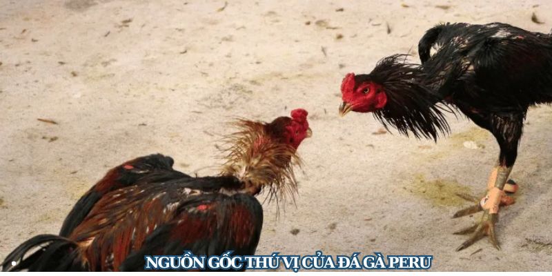 Nguồn gốc của giống gà Peru