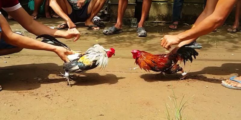 Hỗ trợ nhiều trận chiến kịch tính