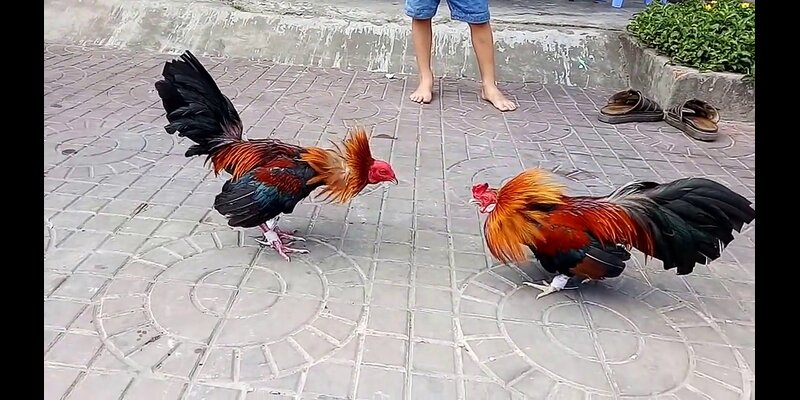 Người chơi xem trực tiếp trận đấu đá gà và tận hưởng không khí kịch tính