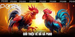 Đá gà PG88 là gì và vì sao đang thu hút đông đảo người chơi?