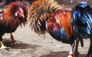 đá gà trực tiếp c1