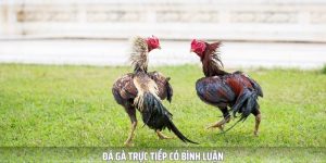 đá gà trực tiếp có bình luận