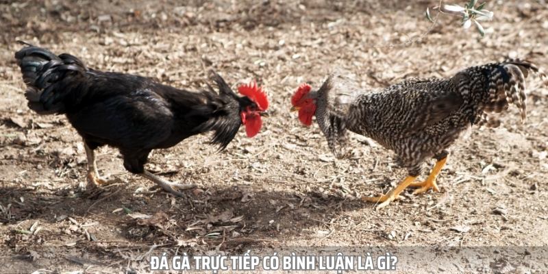 Đá gà trực tiếp có bình luận là loại hình giải trí quen thuộc