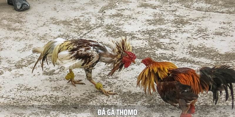 Đá gà Thomo tại đây mang đến không khí sống động như thật