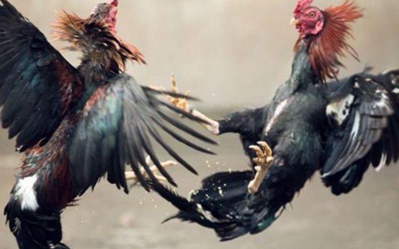 Đôi nét về đá gà trực tiếp C1