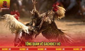 Tổng quan về Gachoic1.vc