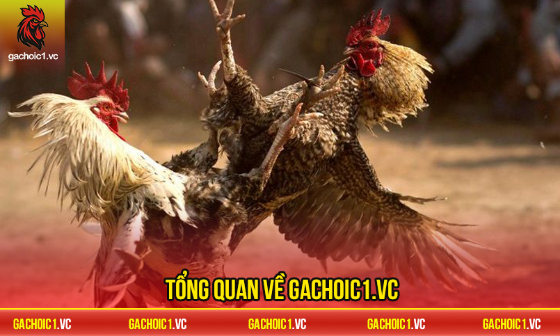 Tổng quan về Gachoic1.vc