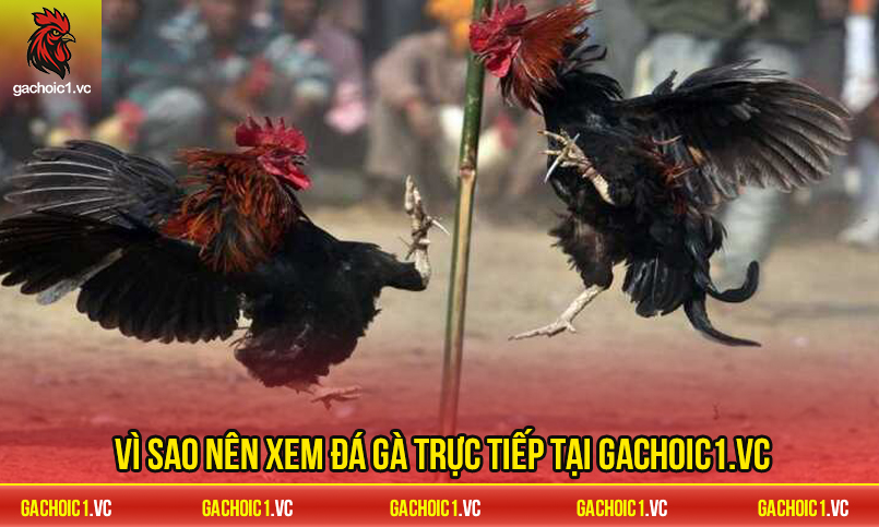 Vì sao nên xem đá gà trực tiếp tại Gachoic1.vc