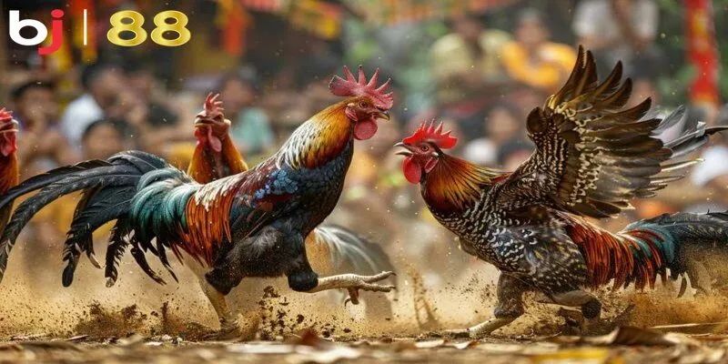 Những lợi ích nổi bật khi theo dõi blog đá gà BJ88