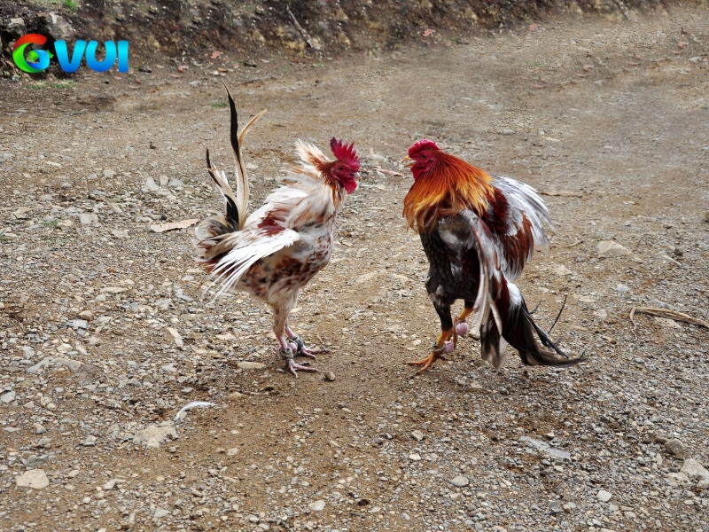 Tìm hiểu về các hình thức đá gà chính khi tham gia