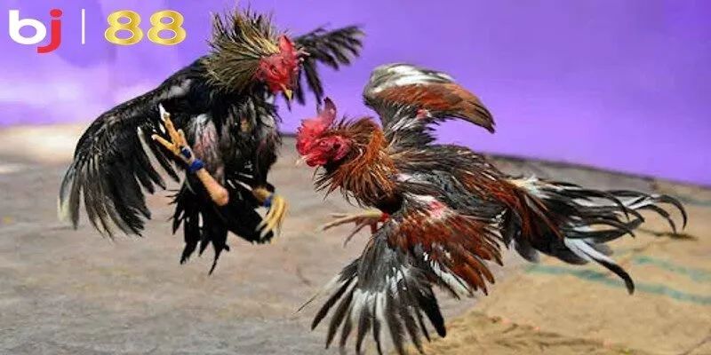 Tổng hợp kiến thức quan trọng tại blog đá gà BJ88