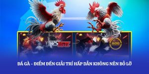 Đá gà xoso66 - điểm đến giải trí hấp dẫn không nên bỏ lỡ