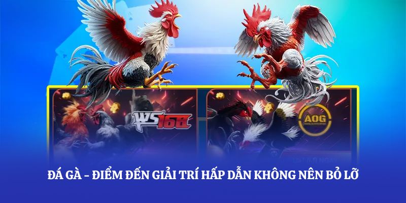 Đá gà xoso66 - điểm đến giải trí hấp dẫn không nên bỏ lỡ
