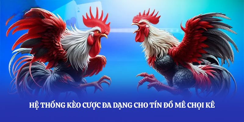 Hệ thống kèo cược đa dạng cho tín đồ mê chọi kê