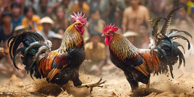 Những loại gà được đánh giá cao
