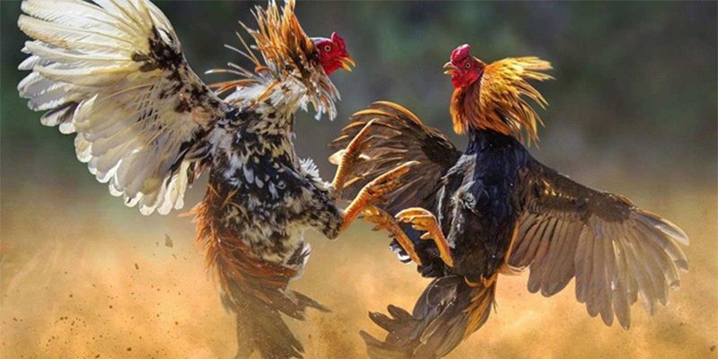 Phân loại các dạng vảy gà tam tài khác nhau