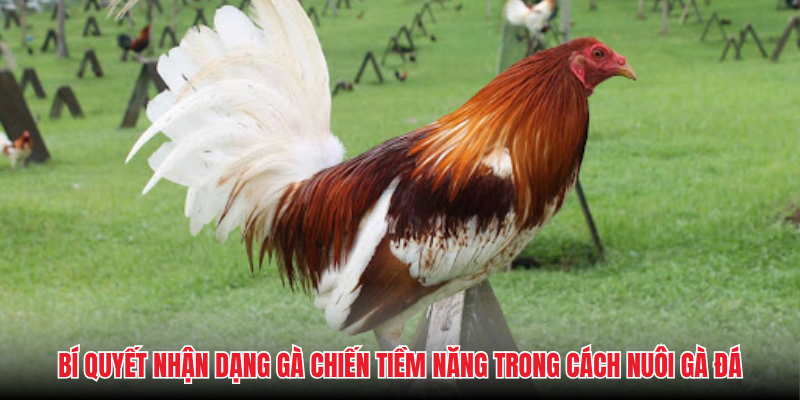 Bí quyết nhận dạng gà chiến tiềm năng trong cách nuôi gà đá